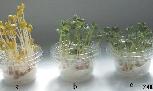 治疗幽门杆菌期间可以吃水果吗-治疗幽门杆菌期间能吃面包吗网 - 为你提供治疗幽门杆菌期间能吃面包吗女性、幽门治疗期间能吃面食吗